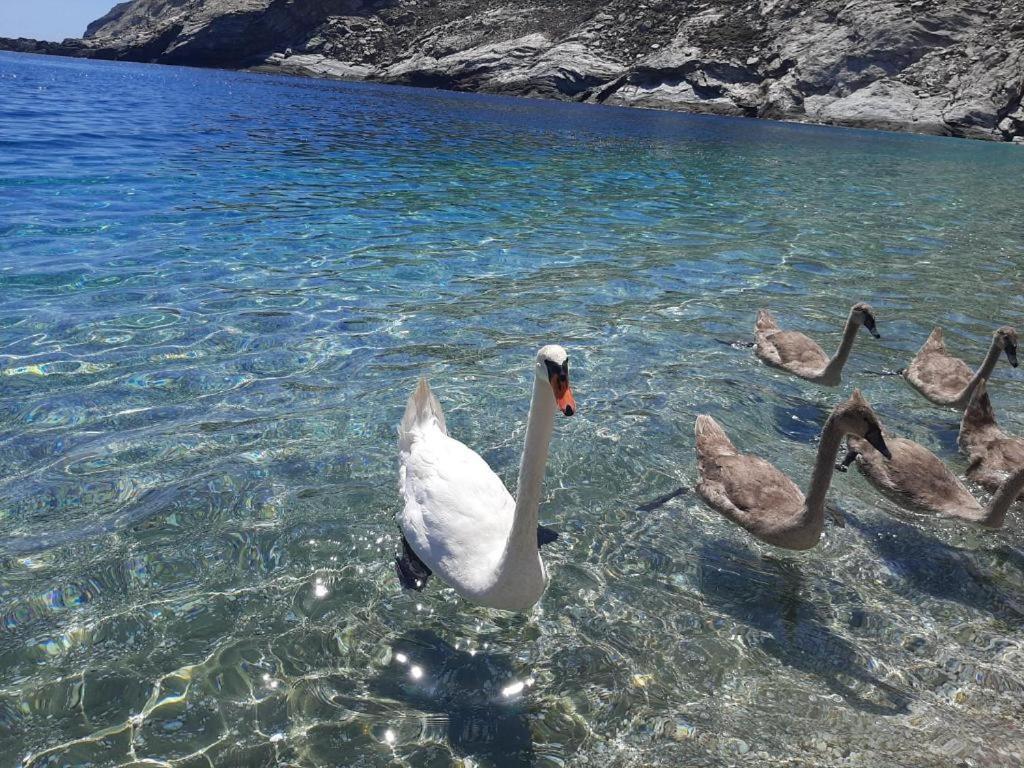 Andros Eco Home Gavrio Bagian luar foto